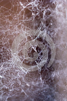 Close up view of the strings of a spiders web
