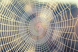Close up view of the strings of a spiders web. Spider web with c
