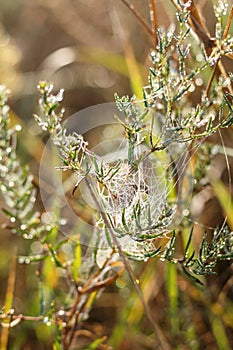 Close up view of the strings of a spiders web. Spider web with c