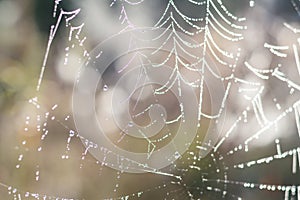 Close up view of the strings of a spiders web. Spider web with c
