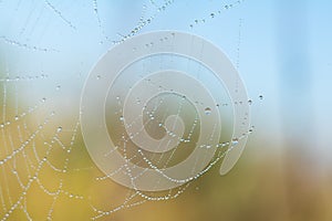 Close up view of the strings of a spiders web. Spider web with c