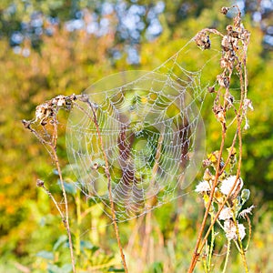 Close up view of the strings of a spiders web