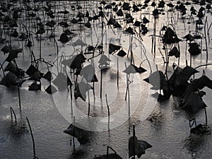 A close up view of the sun setting behind a frozen lake in the Parc Floral De Paris, Paris