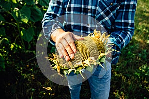 close up view of a sunflower farmer& x27;s hands