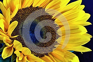 Close-up view of a sunflower flower.
