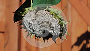 Close up view of Sunflower with heavy seed sagging over in the evening with shadow on fence