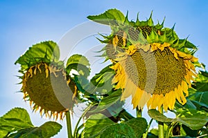 Close up view of sunflowers on nice blue sky background