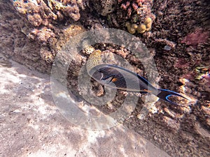 Close up view of Surgeon fish or sohal tang fish (Acanthurus sohal) at the Red Sea coral reef
