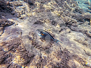 Close up view of Surgeon fish or sohal tang fish (Acanthurus sohal) at the Red Sea coral reef