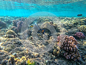 Close up view of Surgeon fish or sohal tang fish (Acanthurus sohal) at the Red Sea coral reef