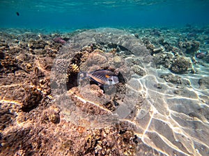 Close up view of Surgeon fish or sohal tang fish (Acanthurus sohal) at the Red Sea coral reef