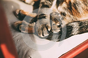 Close up view of tabby cat paws. Beautiful cat sleeping on a chair.