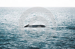 Close up view of the tail of humpback whale jumping in the cold water of Atlantic ocean in Iceland. Concept of whale