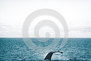 Close up view of the tail of humpback whale jumping in the cold water of Atlantic ocean in Iceland. Concept of whale