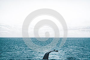 Close up view of the tail of humpback whale jumping in the cold water of Atlantic ocean in Iceland. Concept of whale