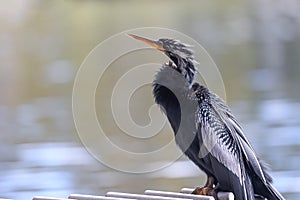 Close up view of tall Cormorant bird by the lake shore