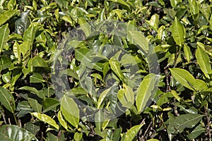 A close-up view of tea bushes in upland tea country in Sri Lanka, Asia