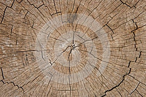 Close-up view of the texture of a sectioned tree trunk seen from above.