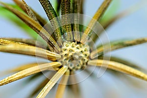Close-up view of a textured dandelion seed