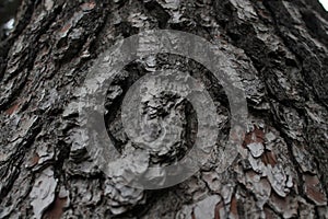 Close-up view of the thick trunk of a large tree, its bark textured in rustic patterns.