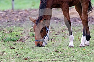 Close-up view of a Thoroughbred horse grazing in the field while wearing a noseband