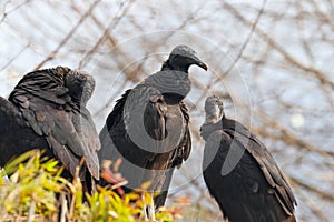Close up view of three black vultures on the tree photo
