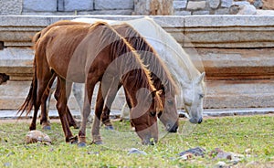 A close-up view of three horses.