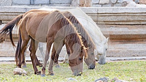 A close-up view of three horses grazing in a field.