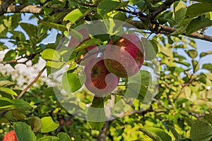 Close-up view of three ripe red apples growing on apple tree on sunny autumn day.