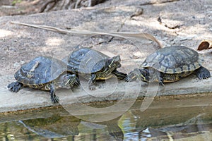 Vthree terrapin turtles