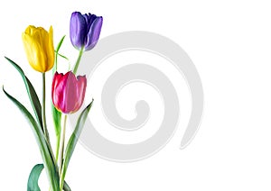 Three tulips on white