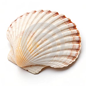 Close-up of a tiny seashell isolated on white background