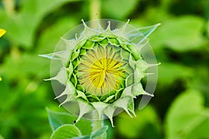 Close up view of tiny yellow petals forming inside green flower bud of sunflower opening