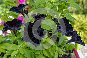 Close-up view to black flower of blooming petunia on natural fol