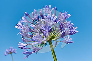 Close up view to a blue lily - African Agapanthus