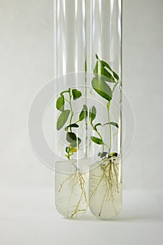 Close-up view to cloned micro plants in test tubes with nutrient medium. Micro propagation technology in vitro
