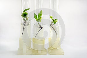 Close up view to microplants of cloned oak in test tubes with nutrient medium using micropropagation technology in vitro