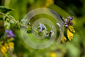 Close-up view to purple and yellow forest wildflowers Ivan-da-Marya on a red stems - Melampyrum Nemorosum - on a meadow under the