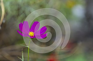 Close-up view to tube-petalled Cosmos flower Cosmos Bipinnatus with blurred background