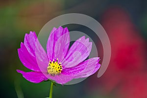 Close-up view to Violet Cosmos flower Cosmos Bipinnatus with blurred background