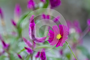 Close-up view to Violet Cosmos flower Cosmos Bipinnatus with blurred background