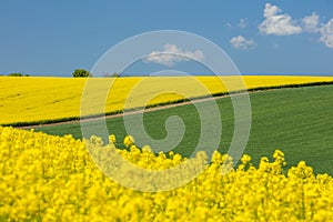 Close up view to yellow rapeseed field and landscape