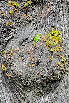 Lime tree foliage and bark