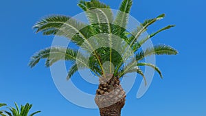 Close-up view of top of coconut tree against blue sky background with palm fronds swaying in wind.