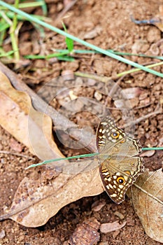 Close-up view, top view, beautiful brown butterfly  Natural background in tropical forest