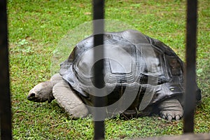 Close-up view of Tortoise (Testudinidae) eating grass inside the zoo at Kolkata. photo