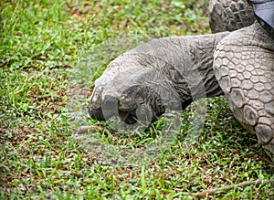 Close-up view of Tortoise (Testudinidae) eating grass inside the zoo at Kolkata. photo