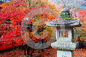 Close up view of a traditional stone lantern with fiery maple trees in a Japanese garden in Kyoto, Japan