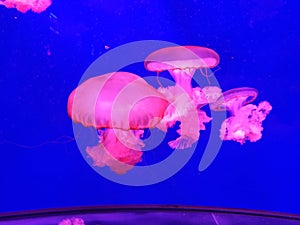 Close up view of transparent pink jellyfish swimming in the blue pool of an aquarium. Sea life, sea background