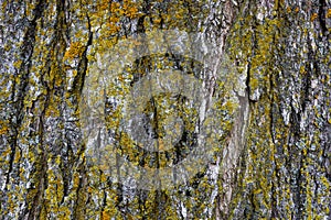 Close up view of tree bark with lichen on it